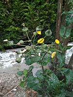 Laiteron rude, Sonchus asper (2)